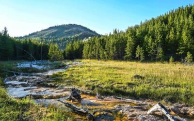 12 Conservation Organizations Making a Real Impact Right Now